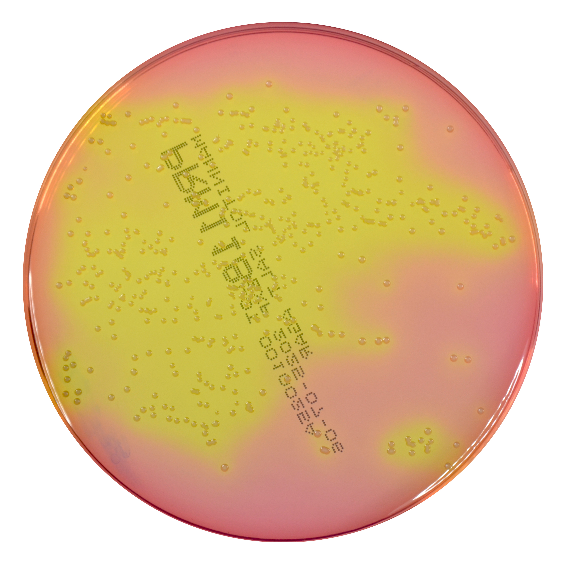 PRM118 Mannitol Salt Agar Plate-Staphylococcus aureus ATCC 25923