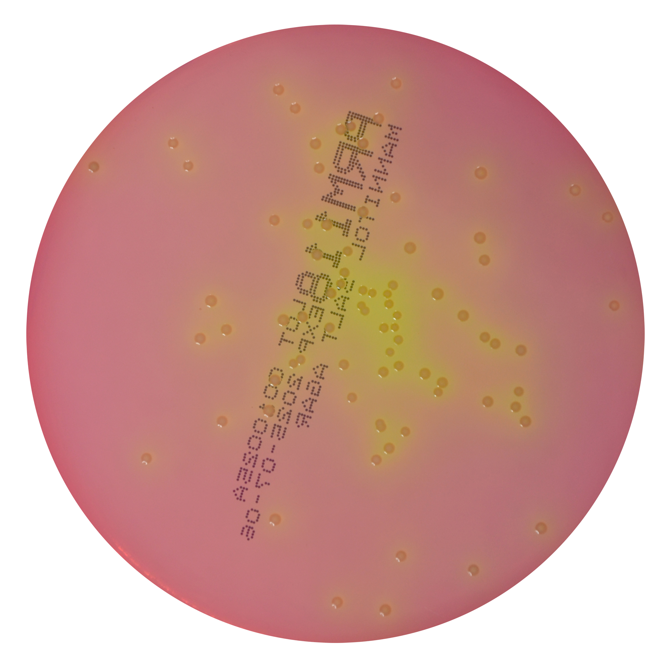 PRM118 Mannitol Salt Agar Plate-Staphylococcus aureus ATCC 6538