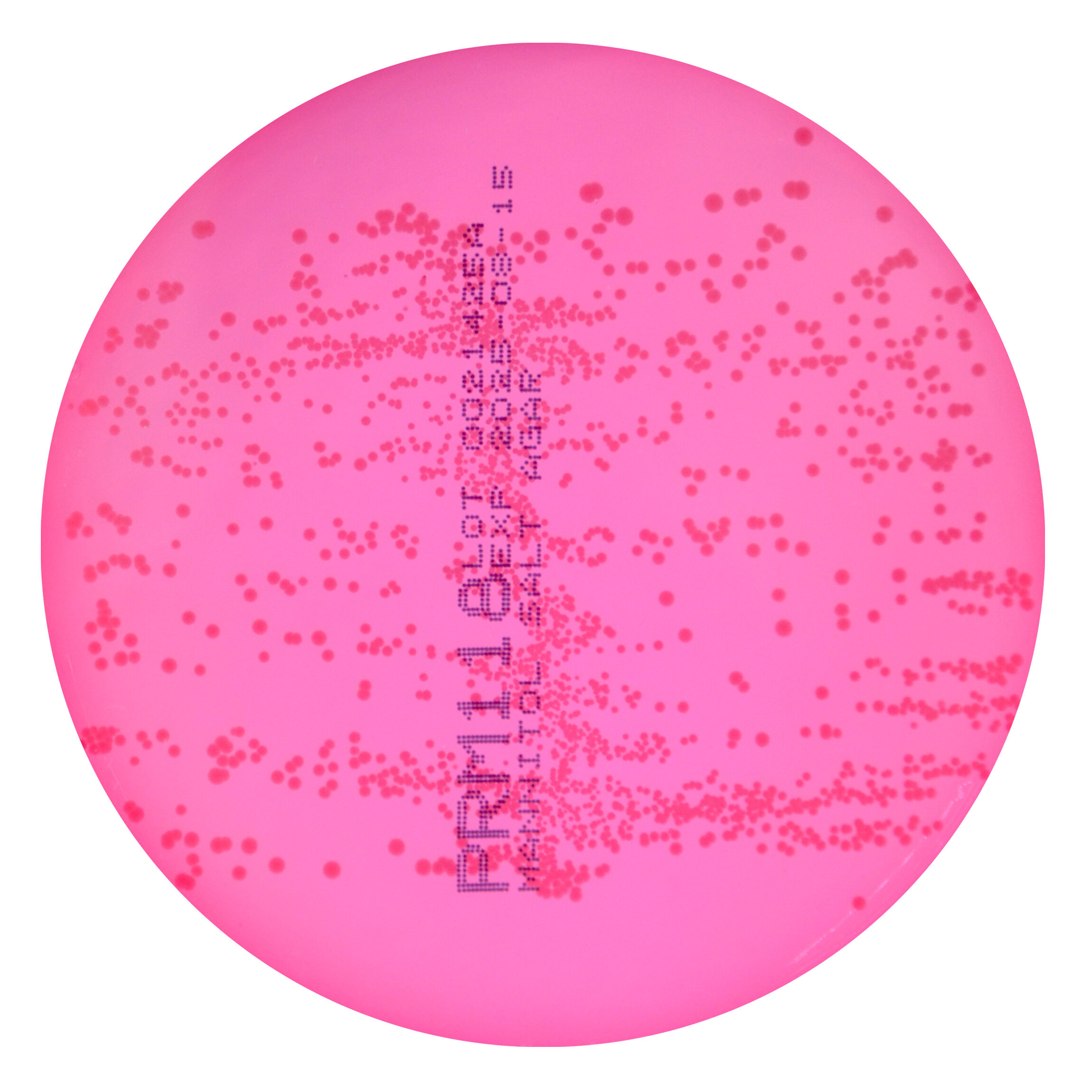 PRM118 Mannitol Salt Agar Plate-Staphylococcus epidermidis ATCC 12228