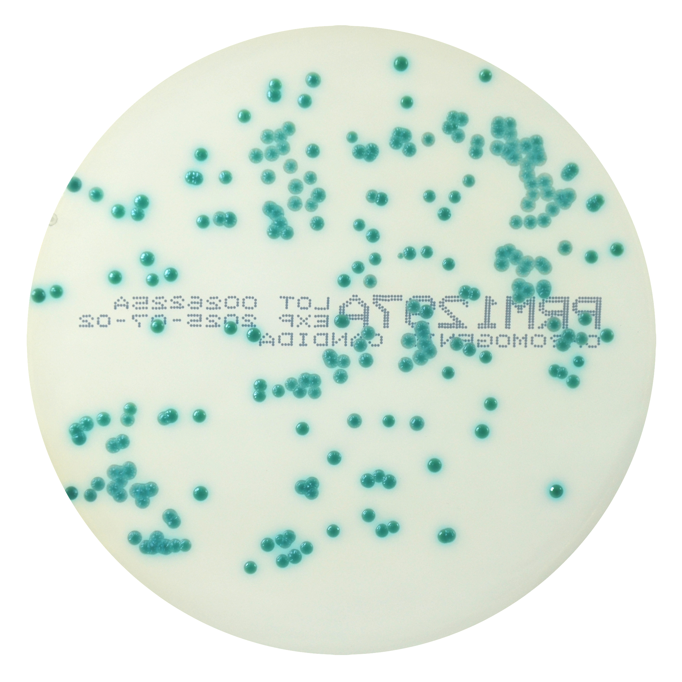PRM1297A Chromogenic Candida Agar Plate - Candida albicans ATCC10231 PRM1297A Chromogenic Candida Agar Plate - Candida albicans ATCC10231