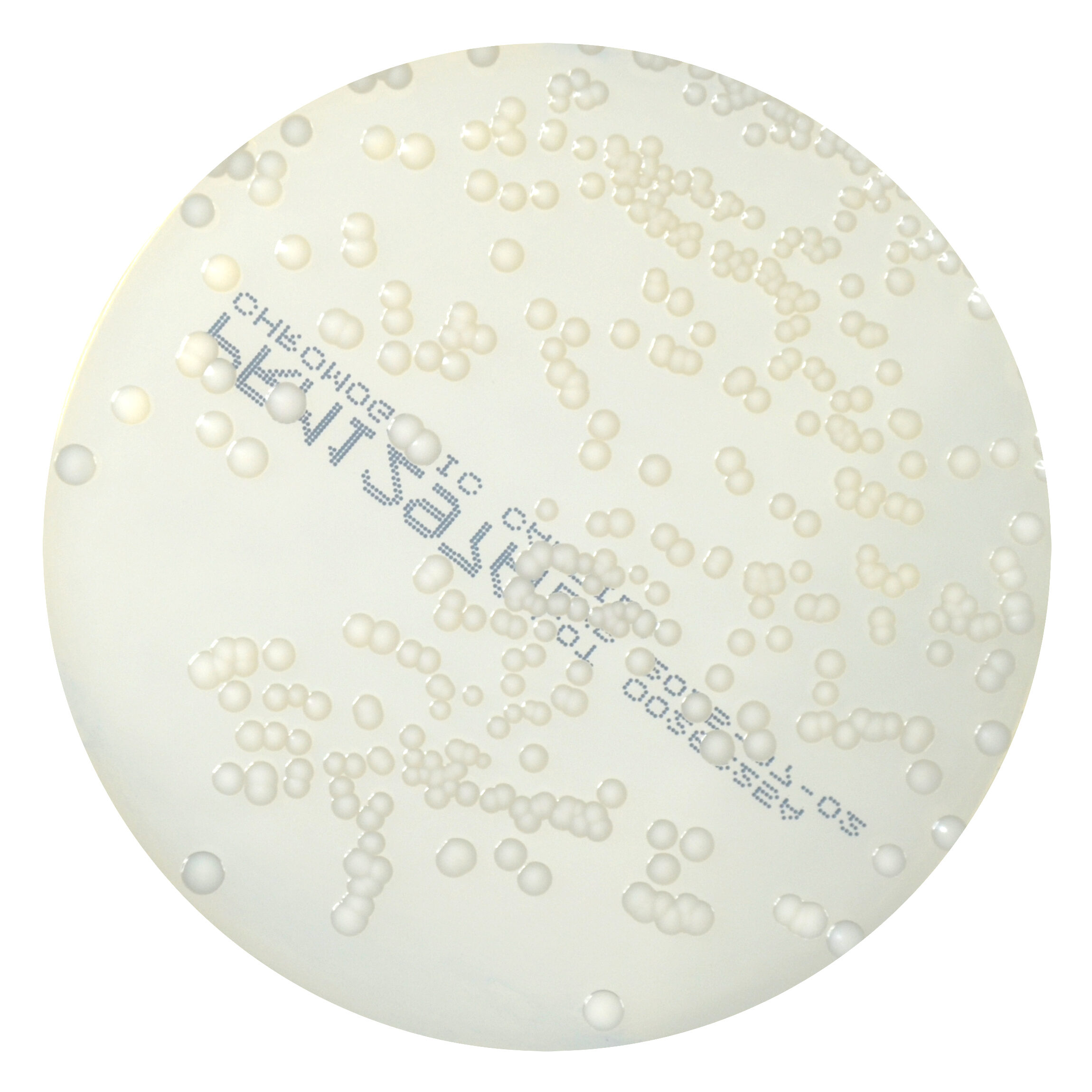 PRM1297A Chromogenic Candida Agar Plate - Candida glabrata ATCC15126 PRM1297A Chromogenic Candida Agar Plate - Candida glabrata ATCC15126