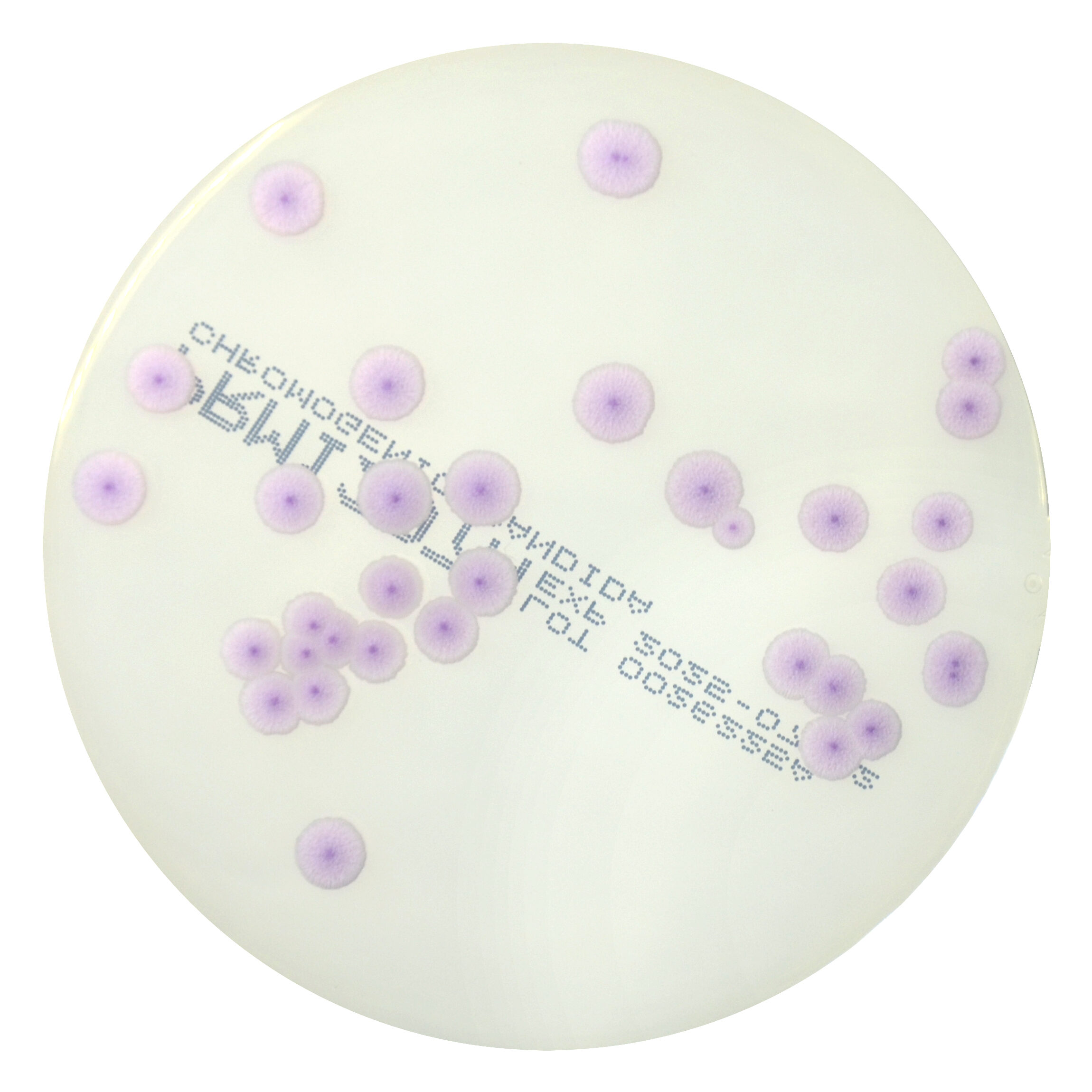 PRM1297A Chromogenic Candida Agar Plate - Candida kruseii ATCC 14243 PRM1297A Chromogenic Candida Agar Plate - Candida kruseii ATCC 14243