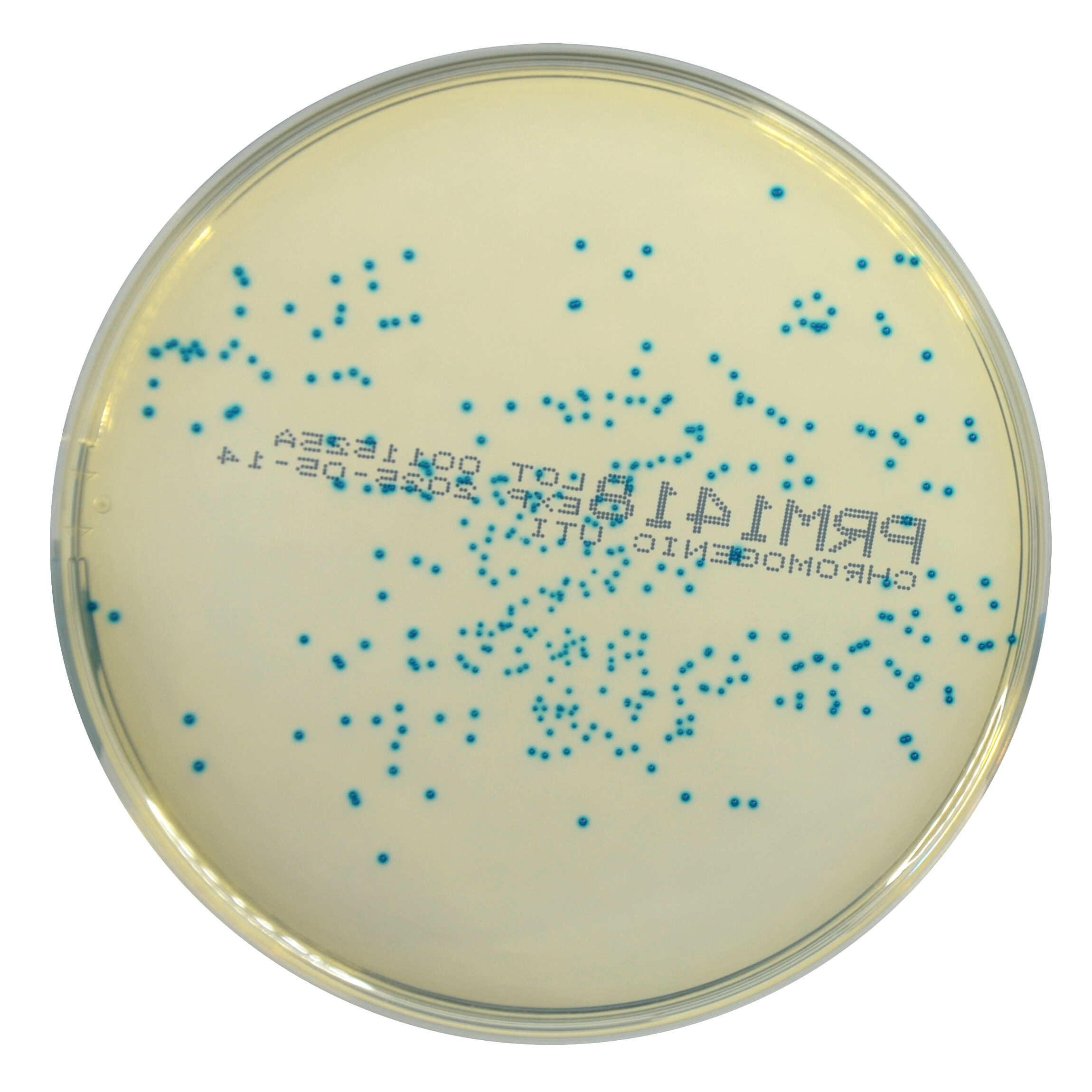 PRM1418 Chromogenic UTI Agar Plate-Enterococcus faecalis ATCC 29212