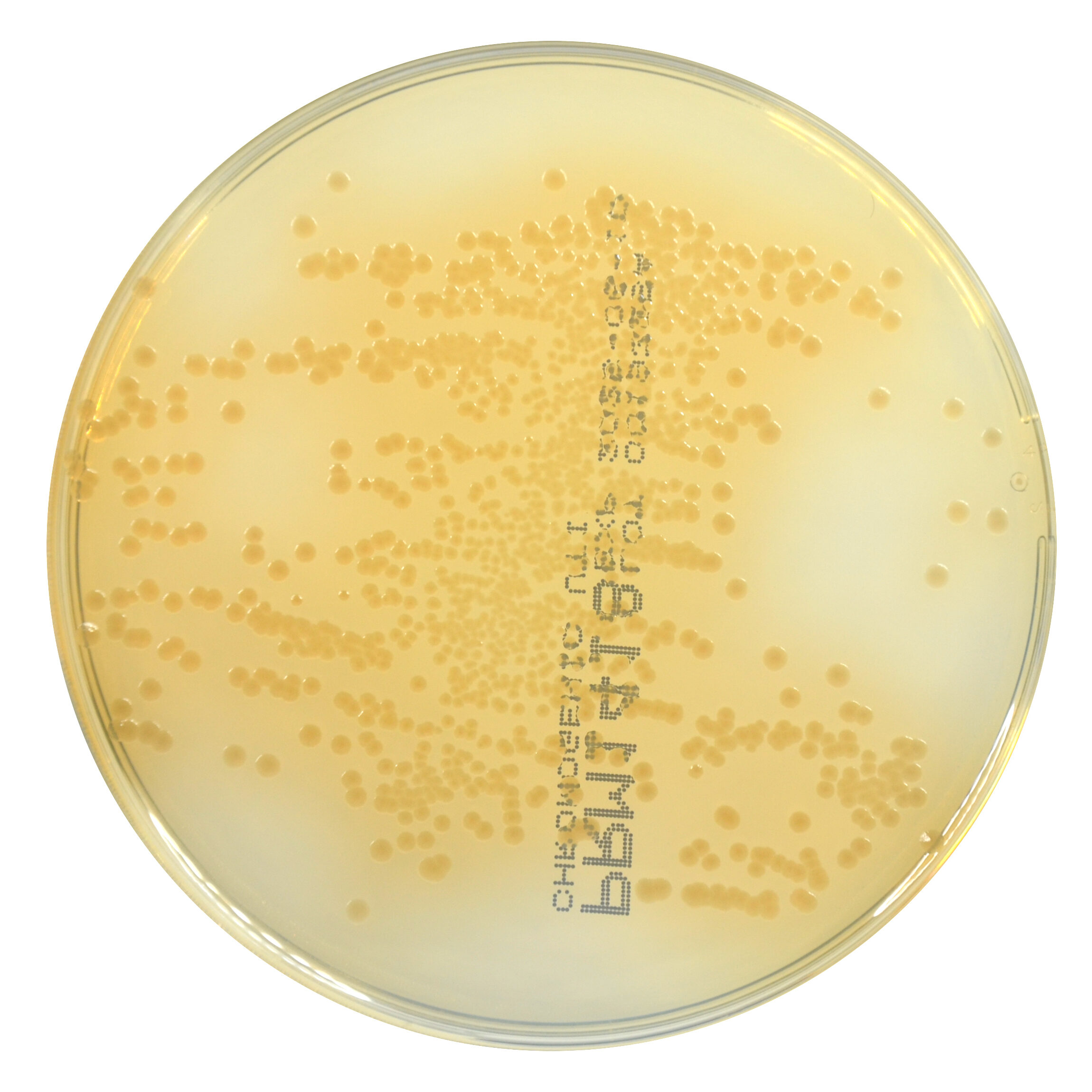PRM1418 Chromogenic UTI Agar Plate-Proteus mirabilis ATCC 12453