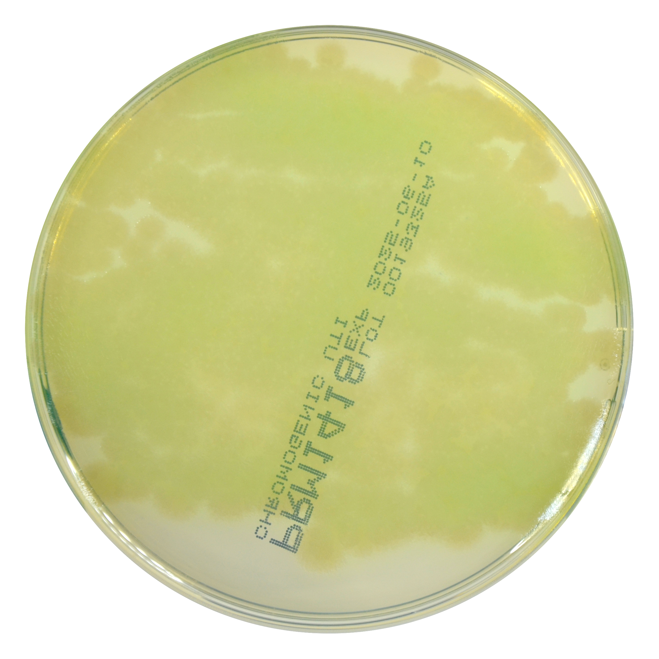 PRM1418 Chromogenic UTI Agar Plate-Pseudomonas aeruginosa ATCC 27853