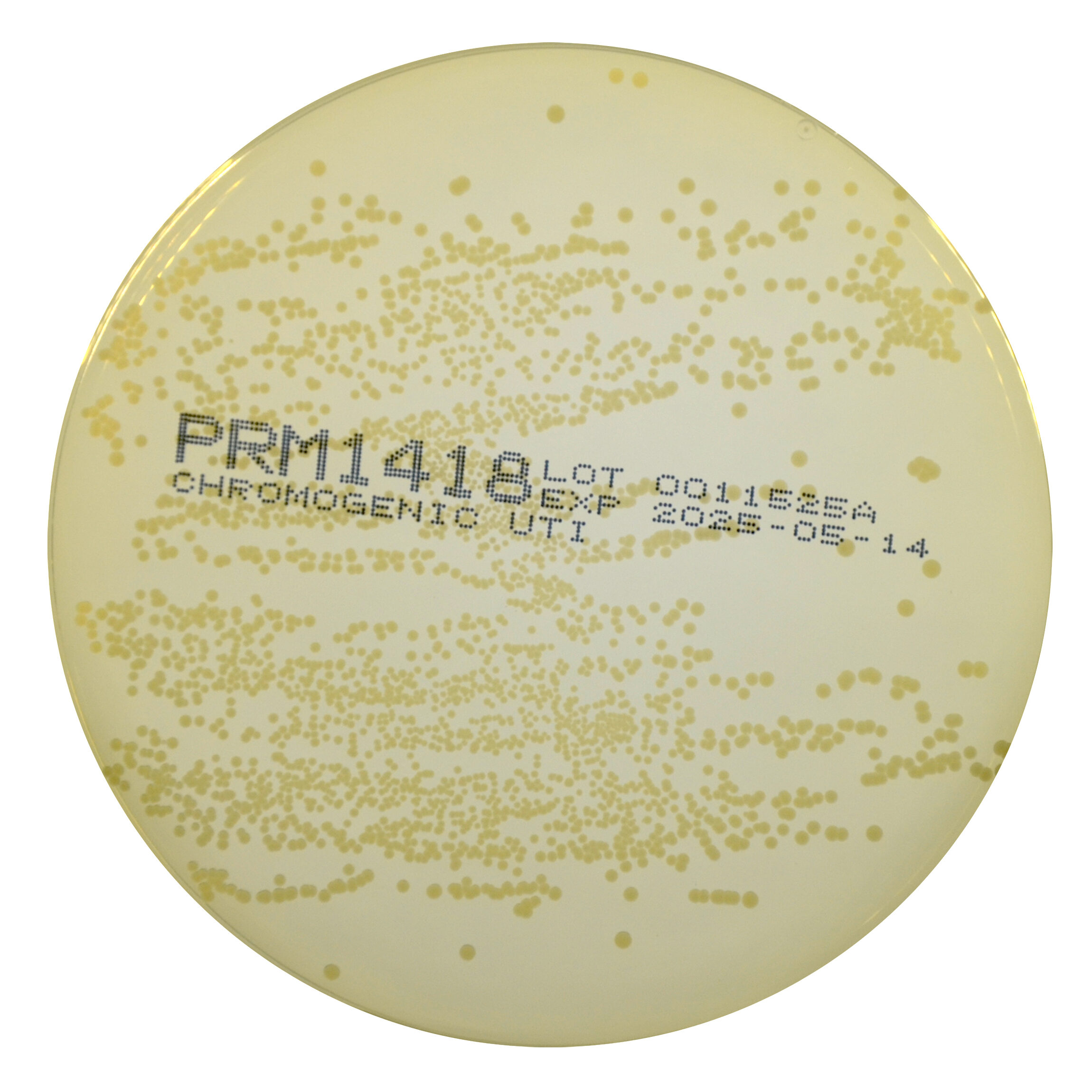 PRM1418 Chromogenic UTI Agar Plate-Staphylococcus aureus ATCC 25923