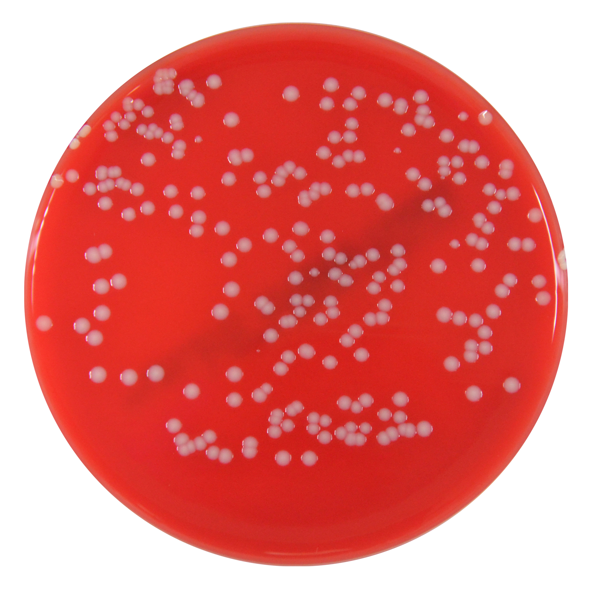 PRM144B Columbia Sheep Blood Agar plate - Staphylococcus aureus ATCC 25923