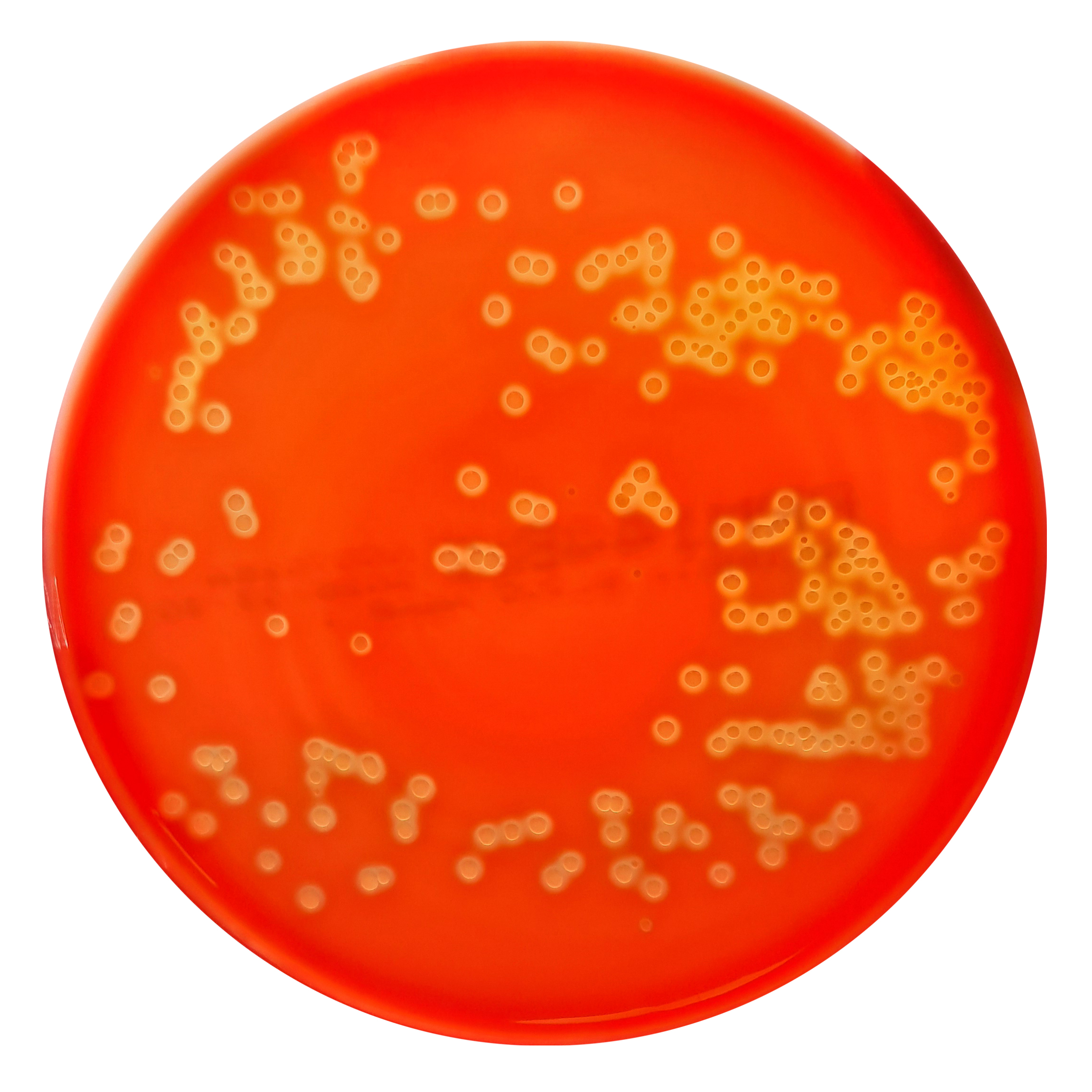 PRM144B Columbia Sheep Blood Agar plate-Streptococcus pyogenes ATCC 19615