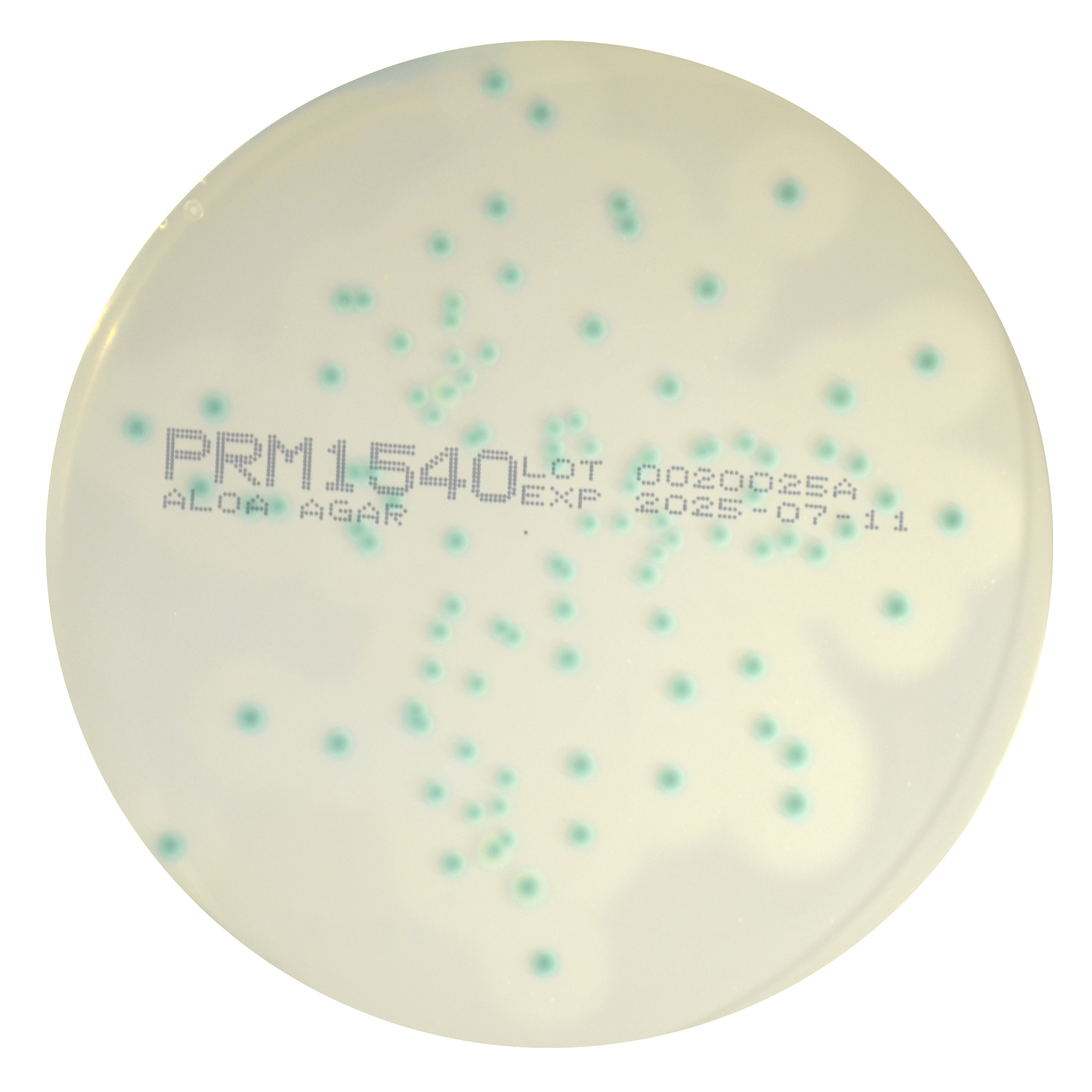 PRM1540 Listeria ALOA Agar Plate-Listeria monocytogenes ATCC 13932