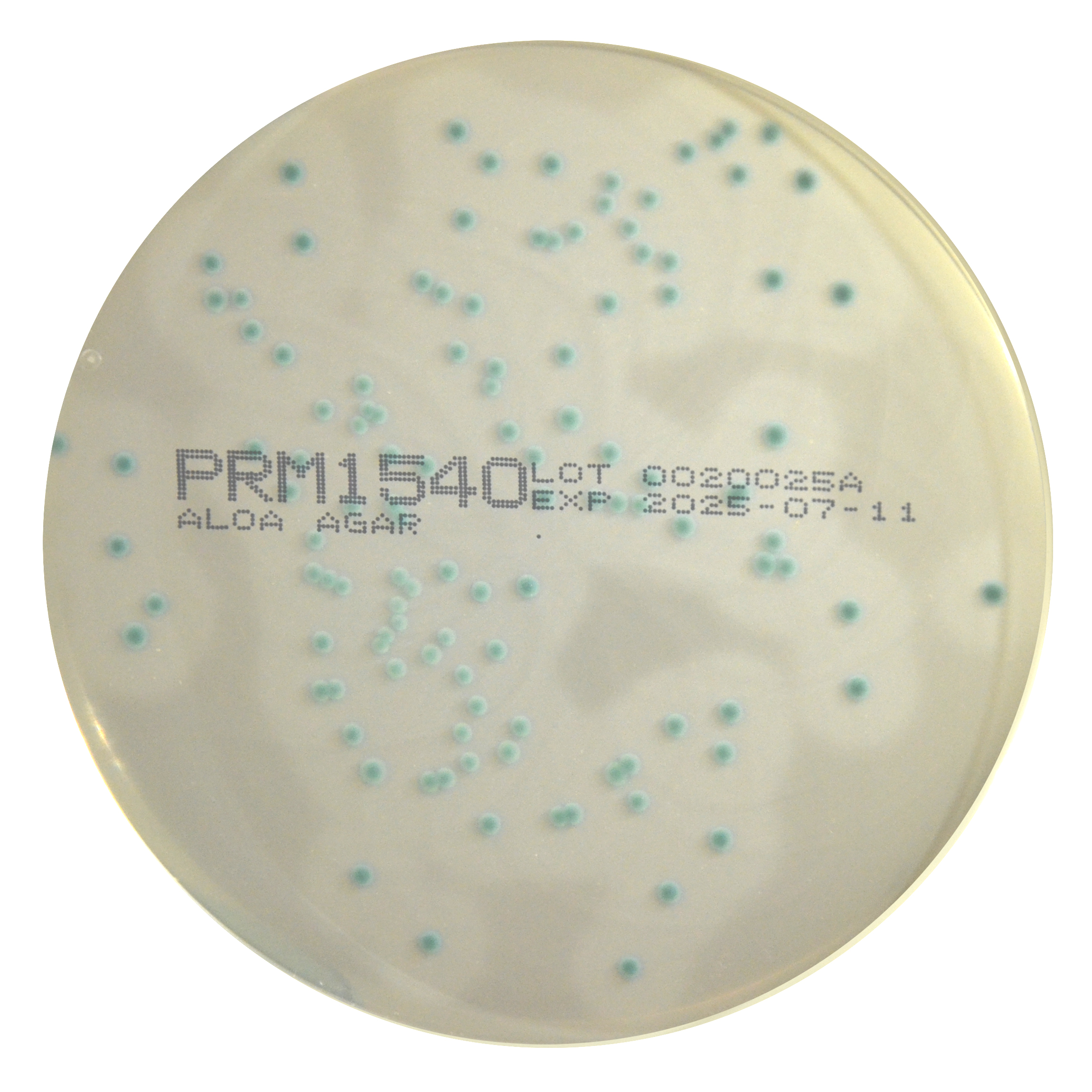 PRM1540 Listeria ALOA Agar Plate-Listeria monocytogenes ATCC 19112