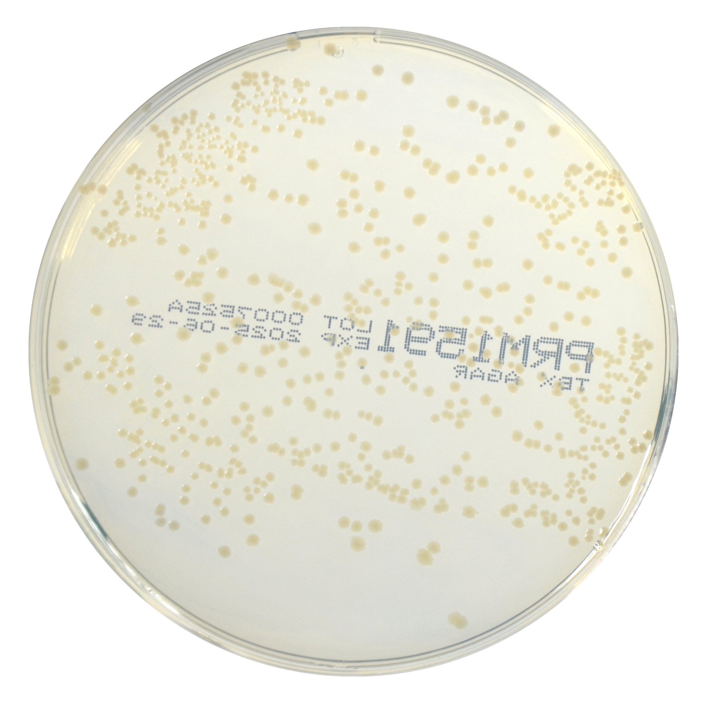 PRM1591 Tryptone Bile Glucoronic Agar Plate TBX-Citrobacter freundii ATCC 43864