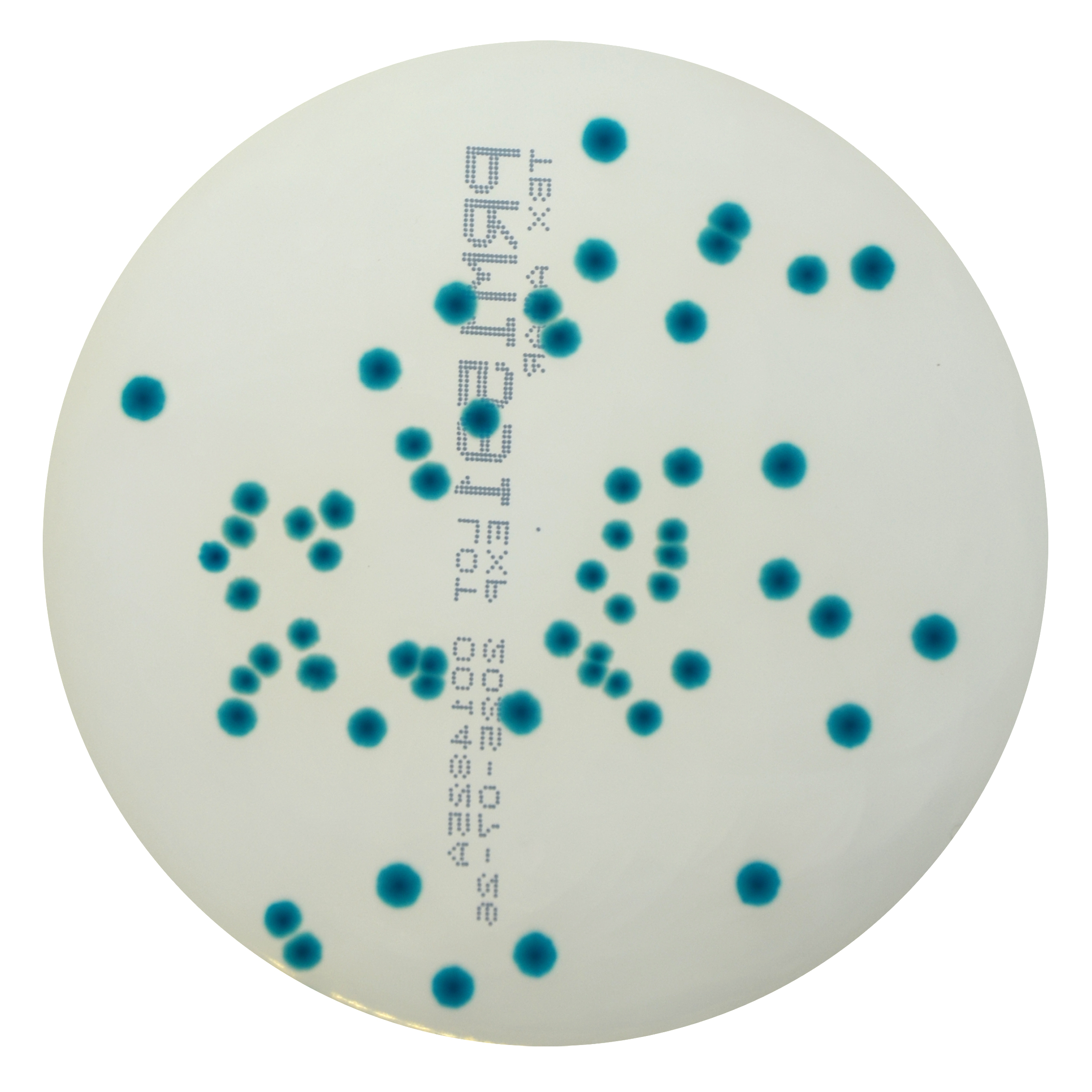 PRM1591 Tryptone Bile Glucoronic Agar Plate TBX-Escherichia coli ATCC 25922
