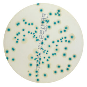 PRM1591 Tryptone Bile Glucoronic Agar Plate TBX-Escherichia coli ATCC 8739
