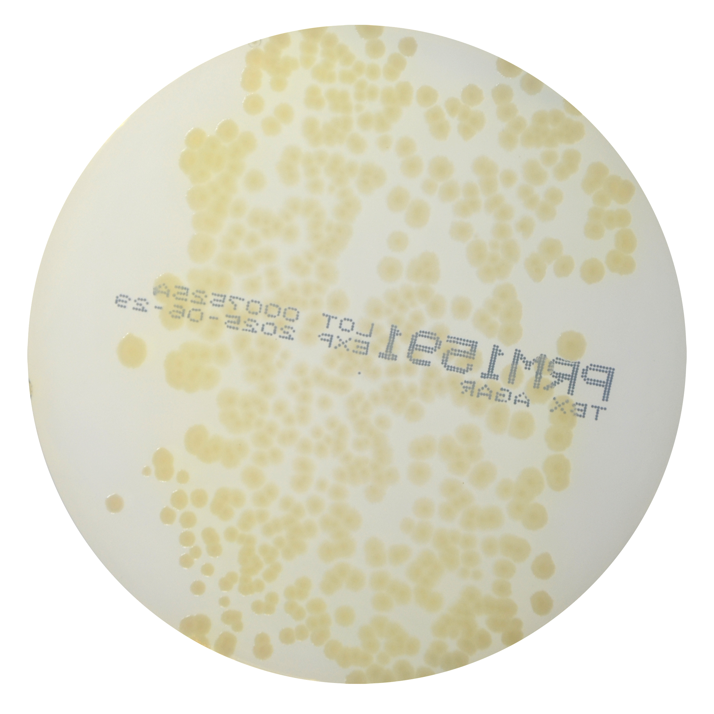 PRM1591 Tryptone Bile Glucoronic Agar Plate TBX-Pseudomonas aeruginosa ATCC 27853