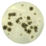 PRM1691 Soyabean Casein Digest Agar Plate w LTHTh-Aspergilus brasilliensis ATCC 16404