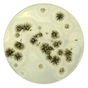 PRM1691 Soyabean Casein Digest Agar Plate w LTHTh-Aspergilus brasilliensis ATCC 16404