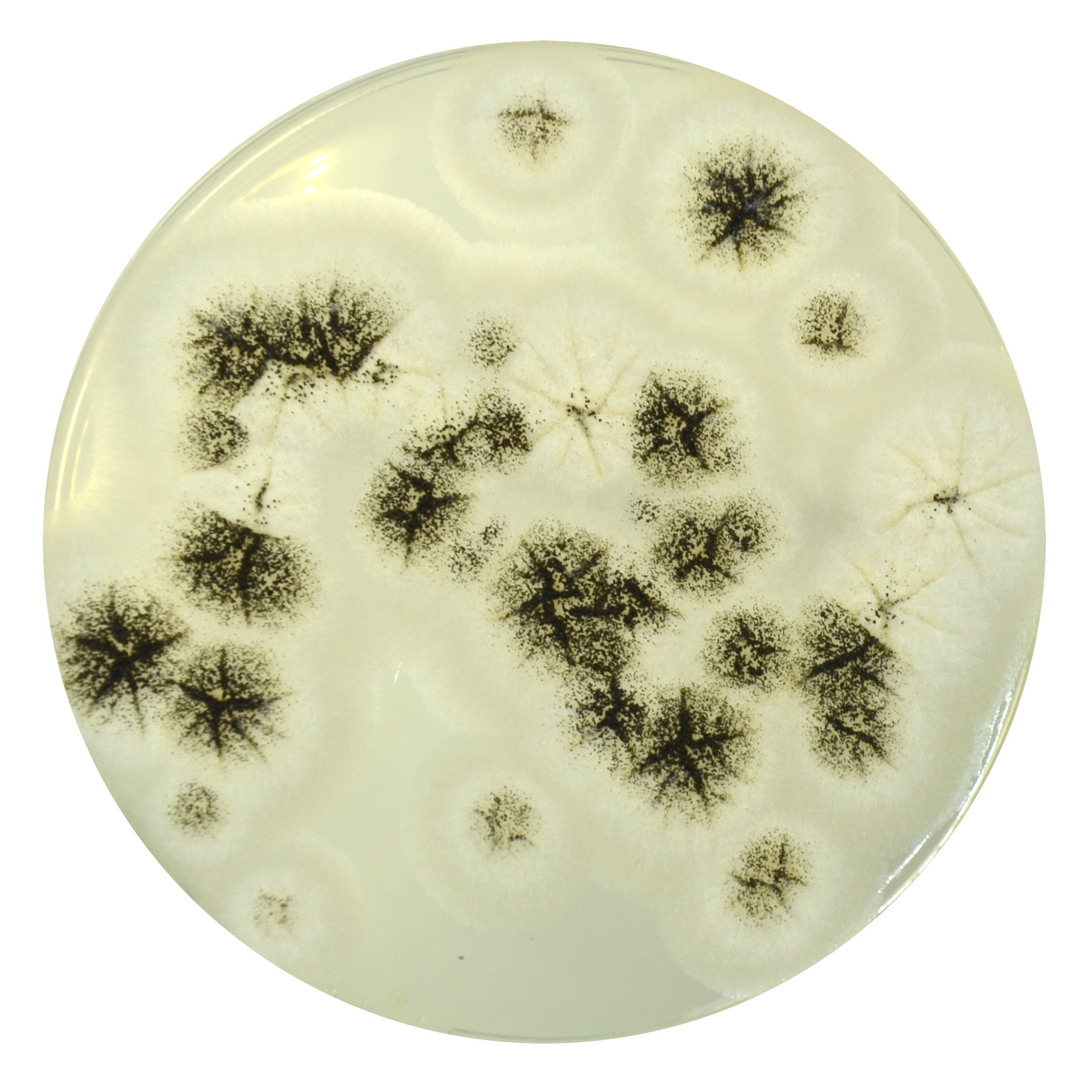 PRM1691 Soyabean Casein Digest Agar Plate w LTHTh-Aspergilus brasilliensis ATCC 16404