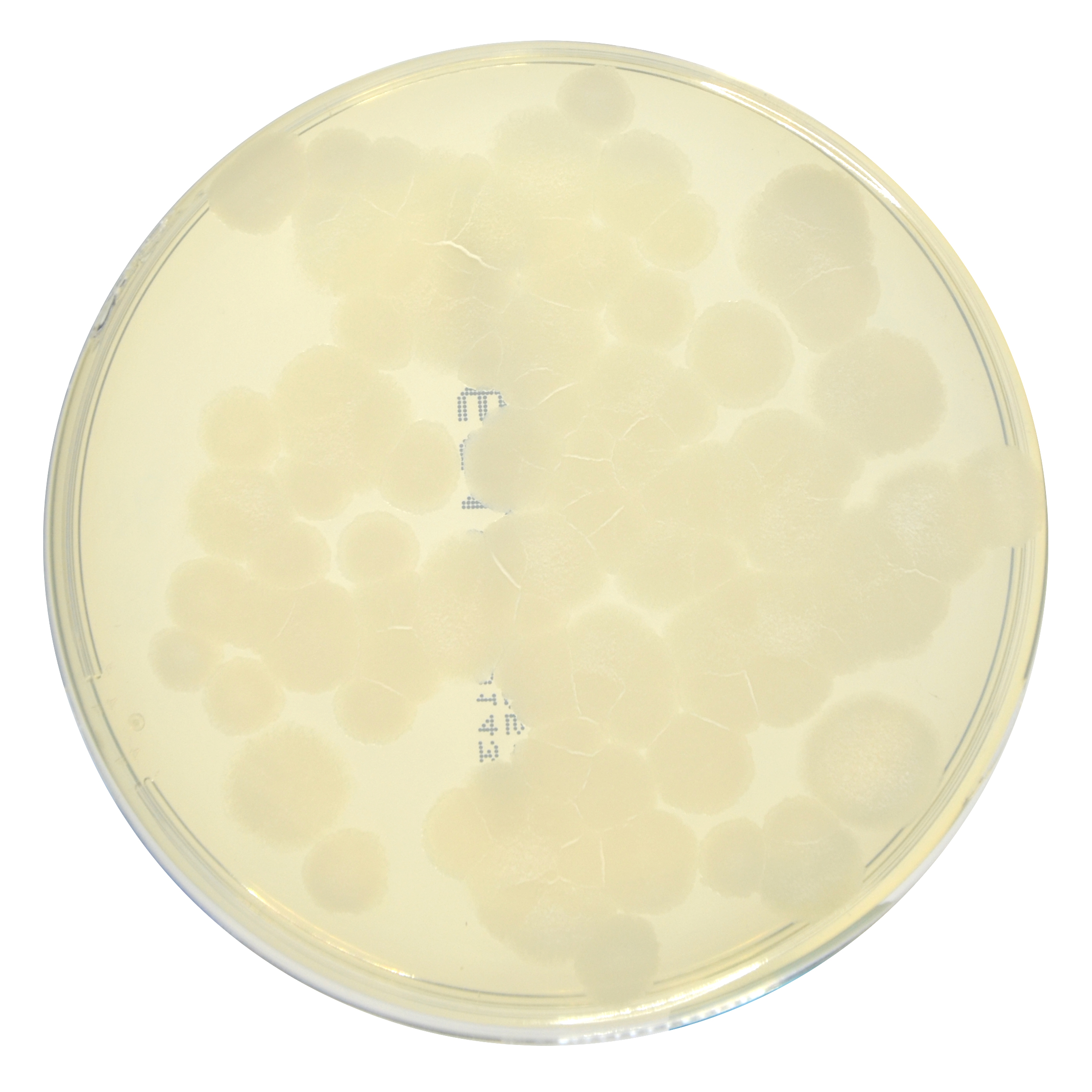 PRM1691 Soyabean Casein Digest Agar Plate w LTHTh-Bacillus subtilis ATCC 6633