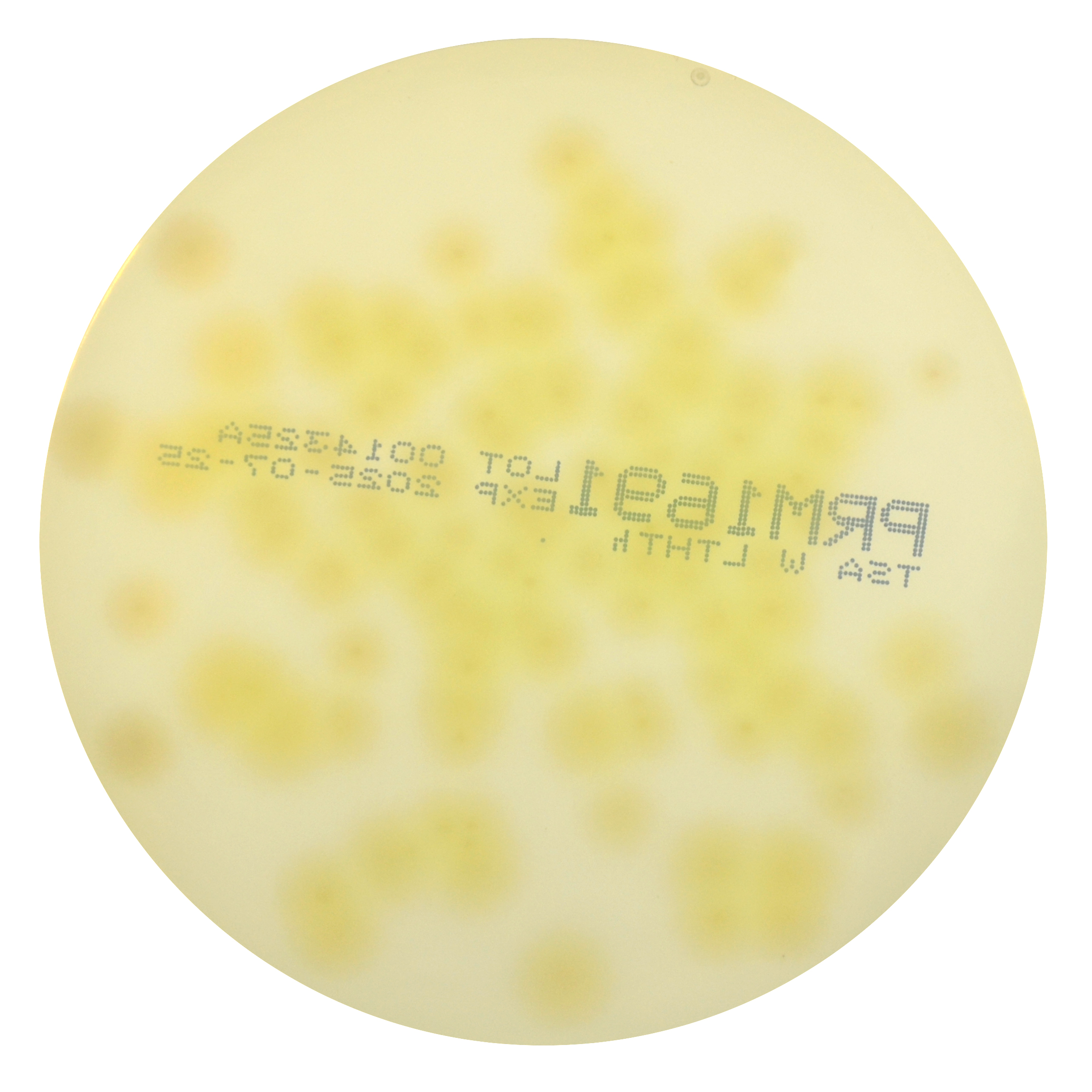 PRM1691 Soyabean Casein Digest Agar Plate w LTHTh-Pseudomonas aeruginosa ATCC 9027