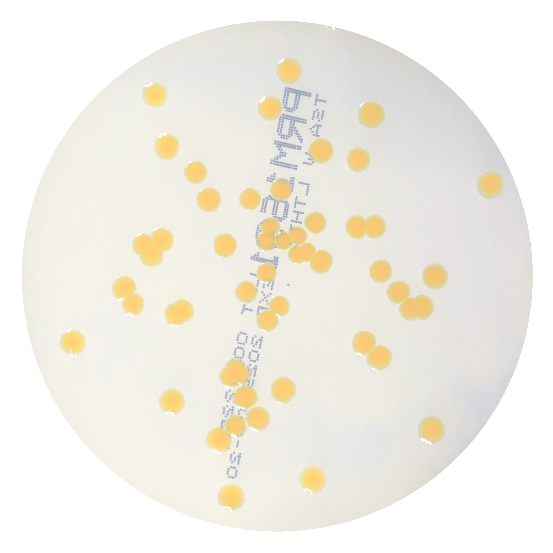 PRM1691 Soyabean Casein Digest Agar Plate w LTHTh - Staphylococcus aureus ATCC 6538