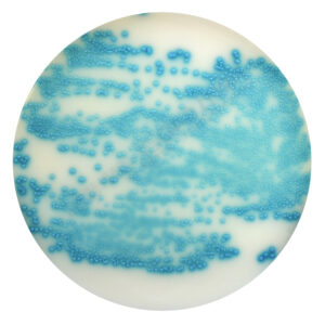 PRM1840 Chromogenic Strep B Selective Agar Plate - Streptococcus agalactiae ATCC13813