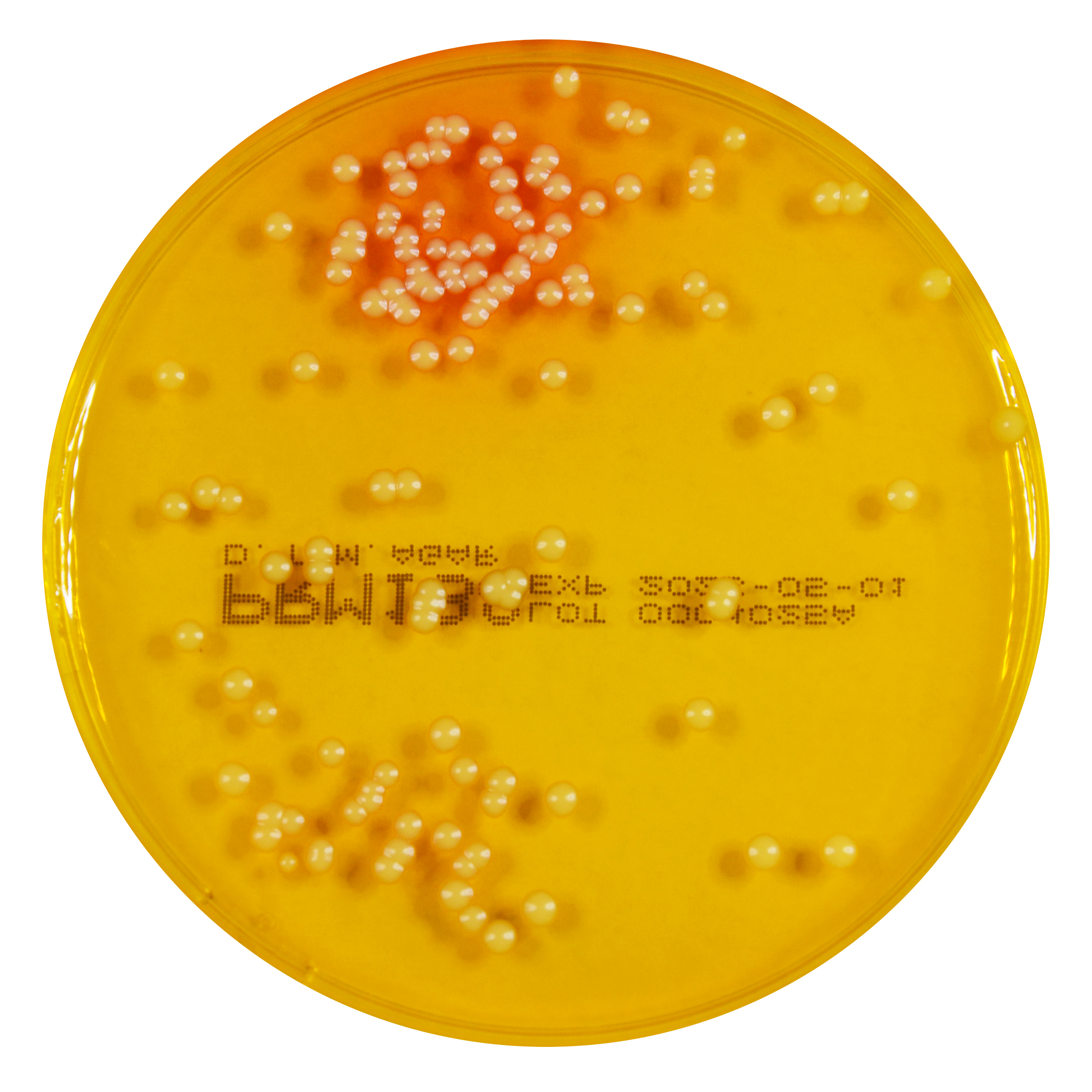 PRM188 Dermatophyte Test Medium - Agar PlateCandida albicans ATCC 10231 PRM188 Dermatophyte Test Medium - Agar PlateCandida albicans ATCC 10231