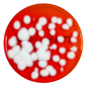 PRM188 Dermatophyte Test Medium - Agar PlateTrichophyton mentagrophytes ATCC 9533