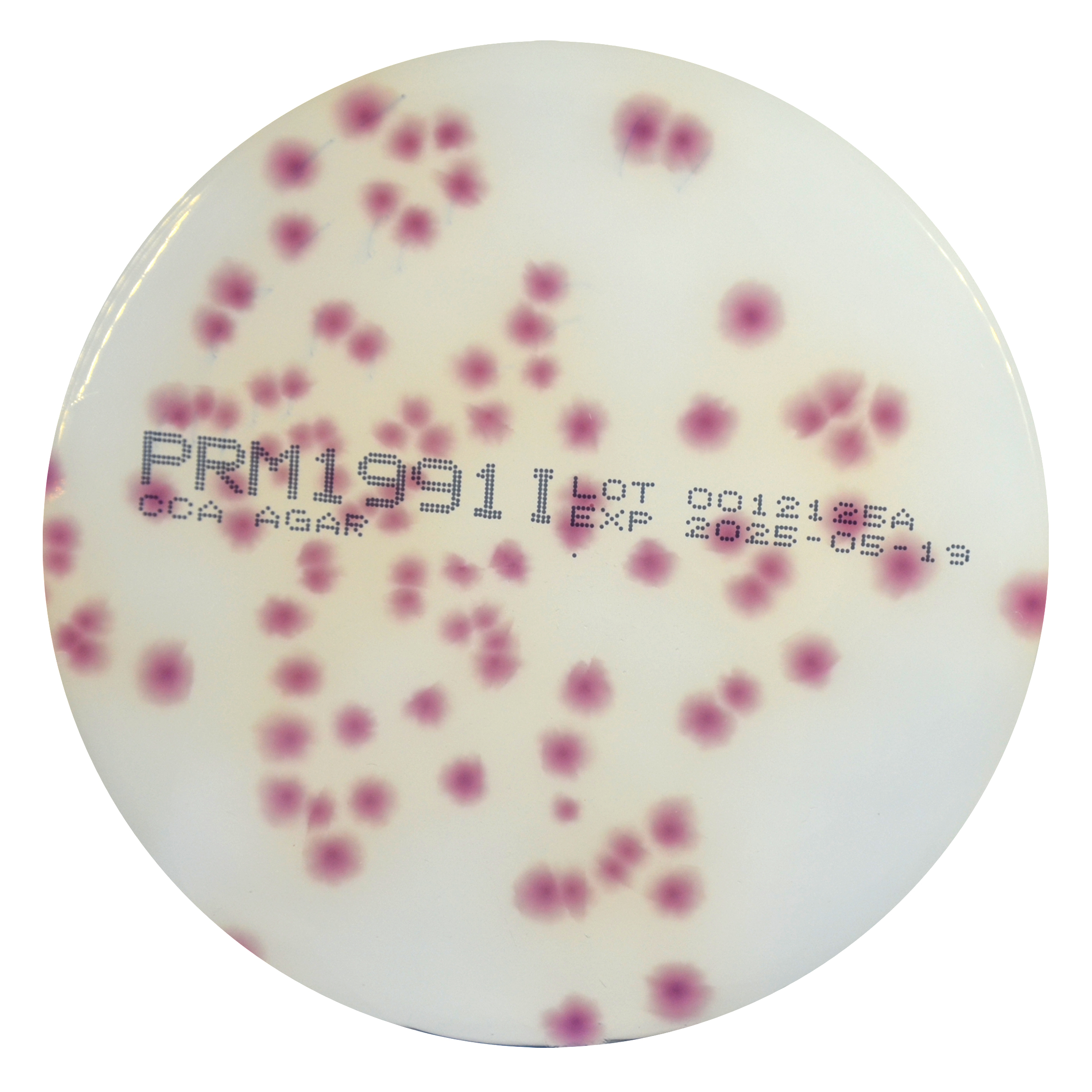 PRM1991I Chromogenic Coliform Agar Plate CCA-Citrobacter freundii ATCC 43864