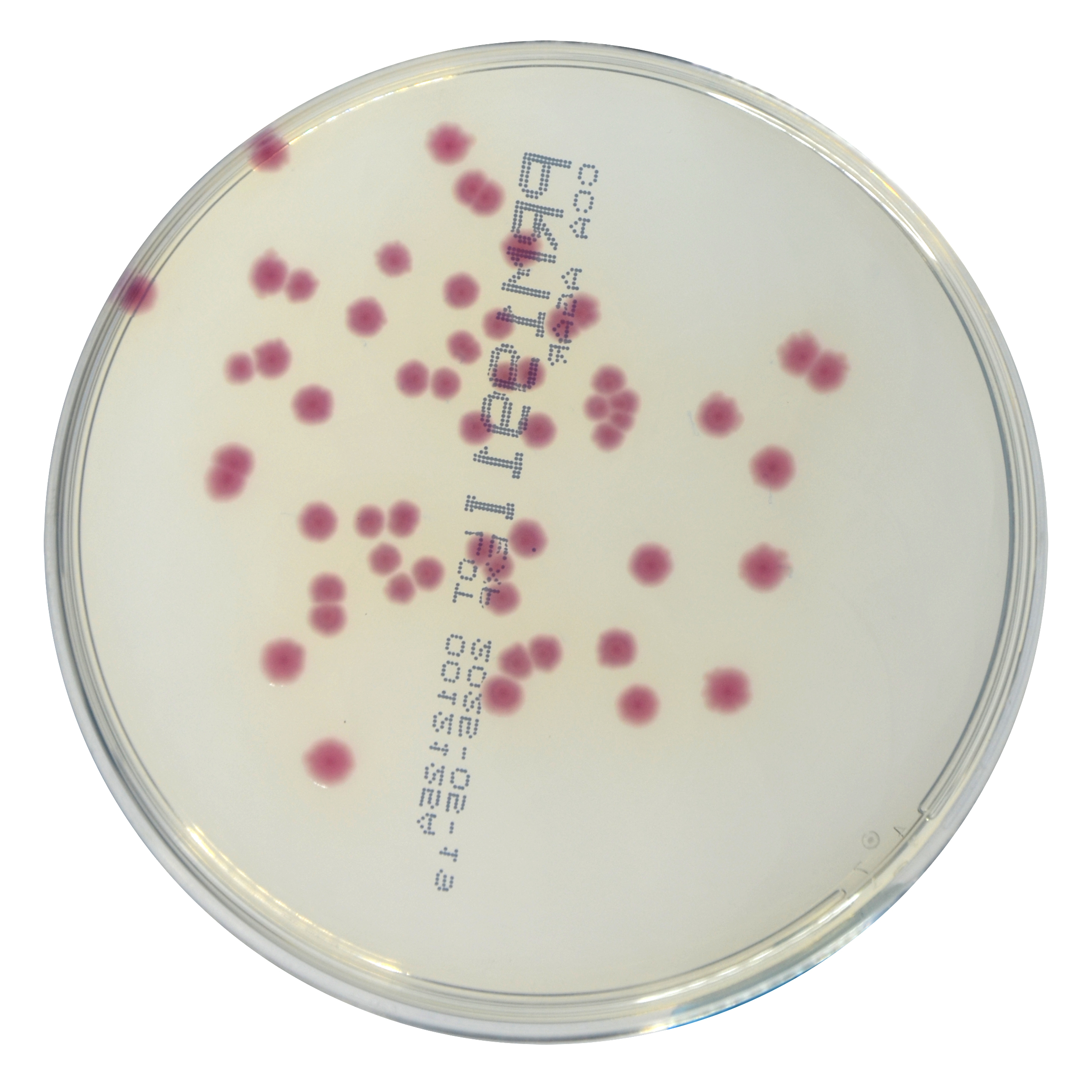 PRM1991I Chromogenic Coliform Agar Plate CCA-Enterobacter aerogenes ATCC 13048