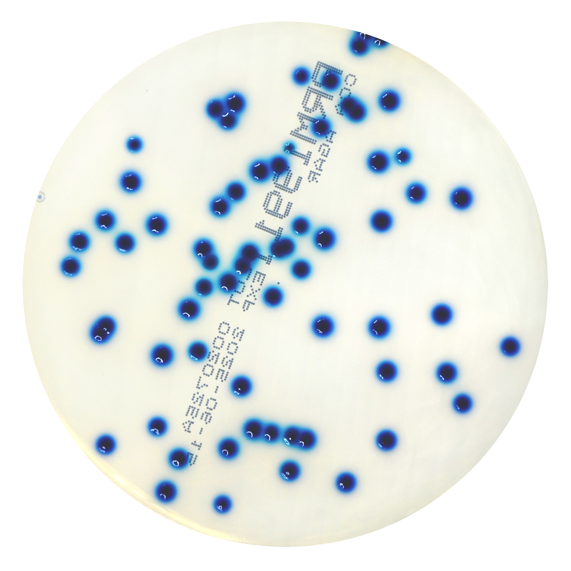 PRM1991I Chromogenic Coliform Agar Plate CCA-Escherichia coli ATCC 25922