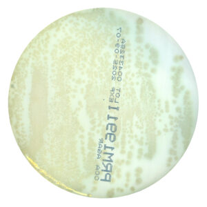 PRM1991I Chromogenic Coliform Agar Plate CCA-Pseudomonas aeruginosa ATCC 10145