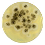 PRM290 Soyabean Casein Digest Medium Agar Plate-Aspergilus brasilliensis ATCC 16404