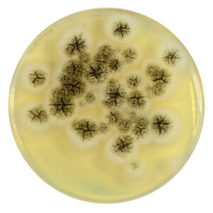 PRM290 Soyabean Casein Digest Medium Agar Plate-Aspergilus brasilliensis ATCC 16404