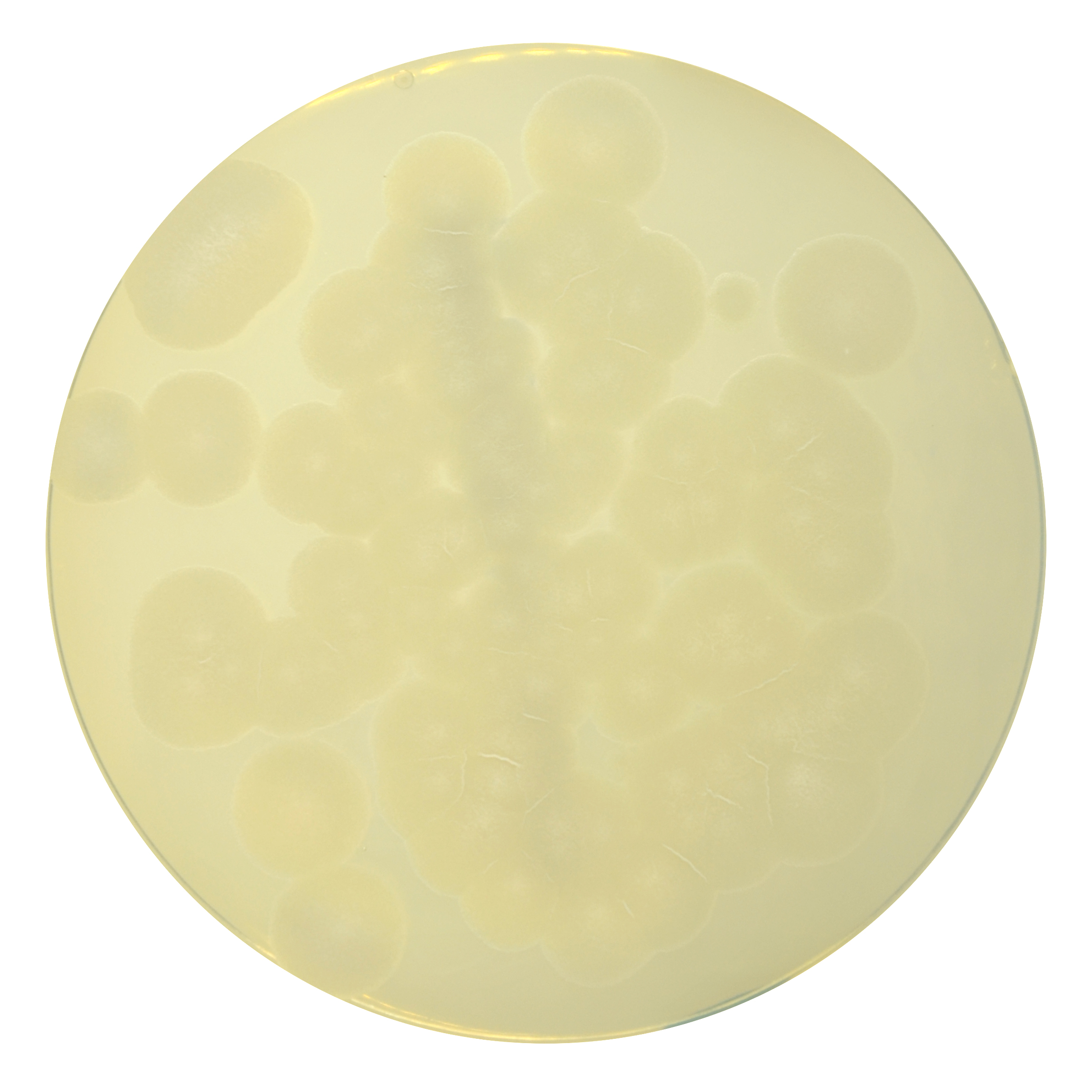 PRM290 Soyabean Casein Digest Medium Agar Plate-Bacillus subtilis ATCC 6633