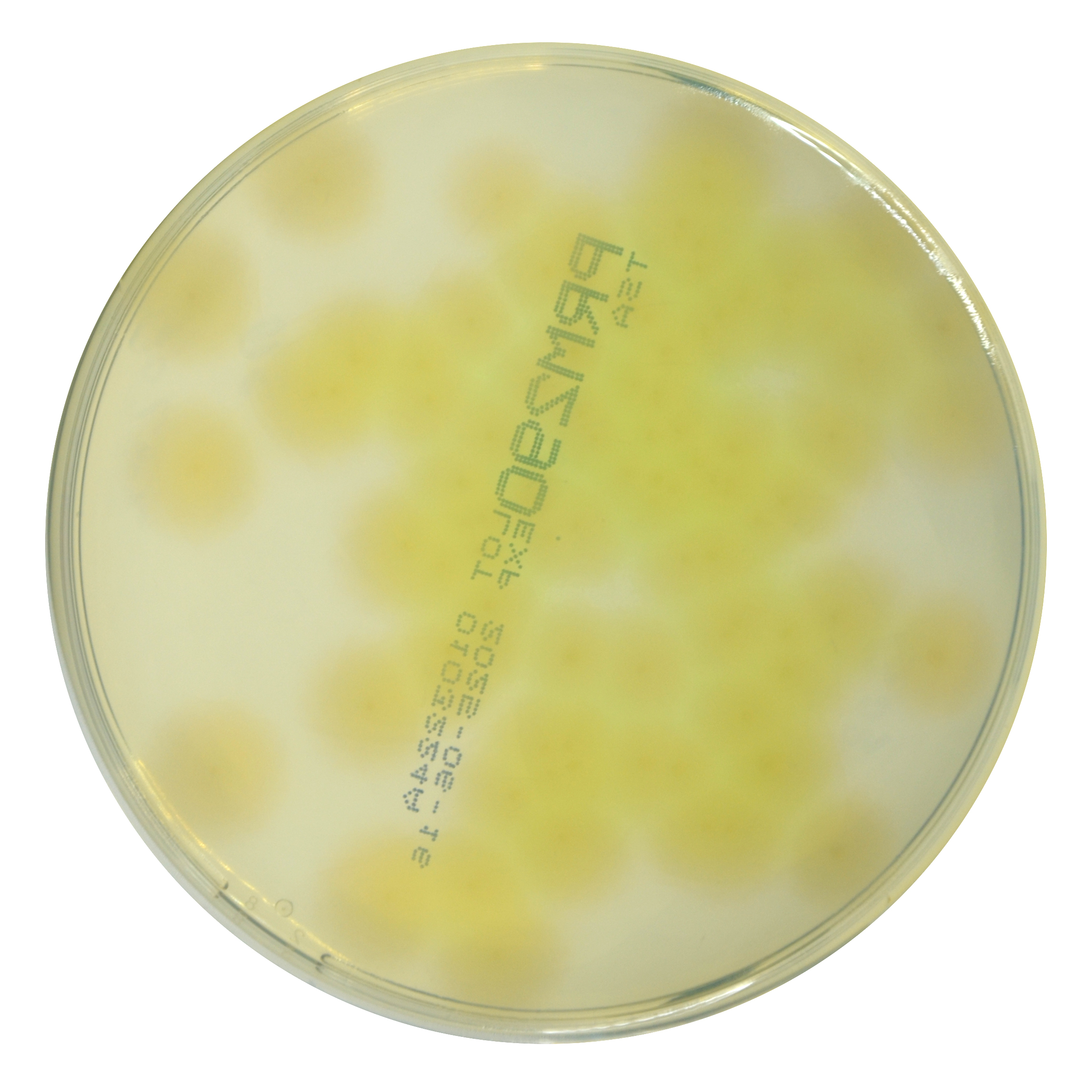 PRM290 Soyabean Casein Digest Medium Agar Plate-Pseudomonas aeruginosa ATCC 9027