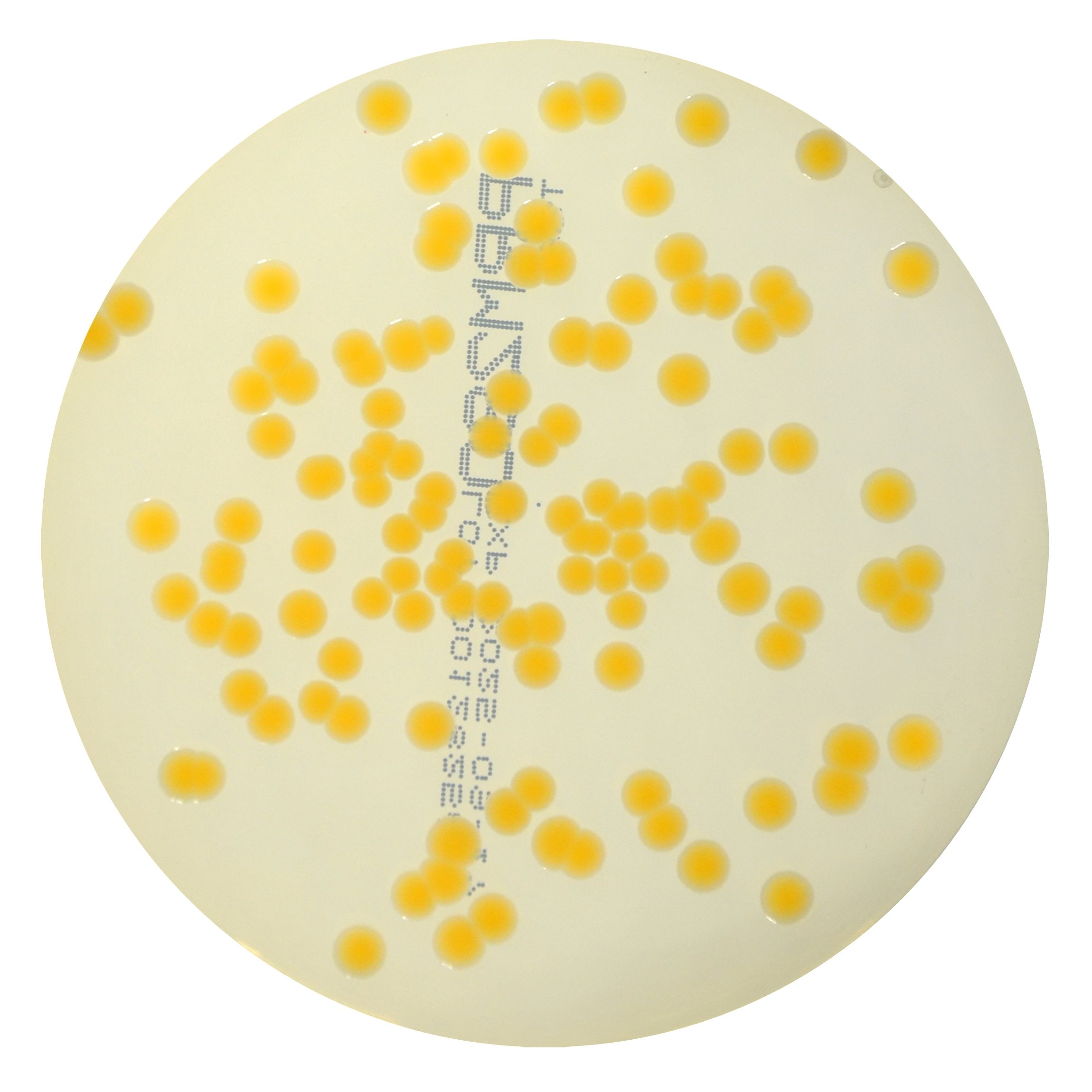 PRM290 Soyabean Casein Digest Medium Agar Plate-Staphylococcus aureus ATCC 6538