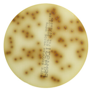 PRM493I Bile Esculin Azide Agar Plate - Enterococcus faecalis ATCC29212