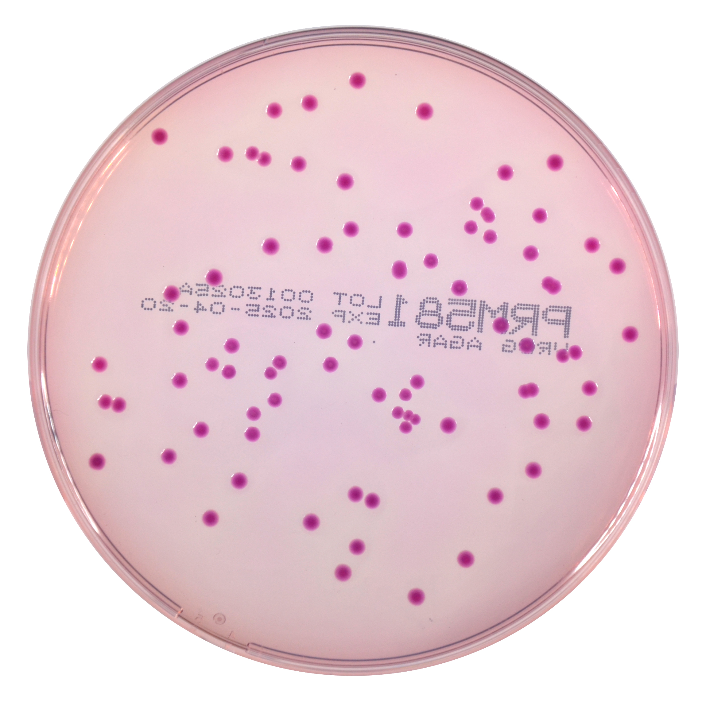 PRM581 Violet Red Bile Glucose Agar Plate-Escherichia coli ATCC 25922