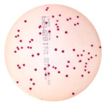 PRM581 Violet Red Bile Glucose Agar Plate-Salmonella Enteritidis ATCC 13076