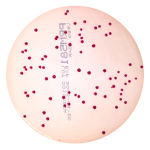 PRM581 Violet Red Bile Glucose Agar Plate-Salmonella Enteritidis ATCC 13076
