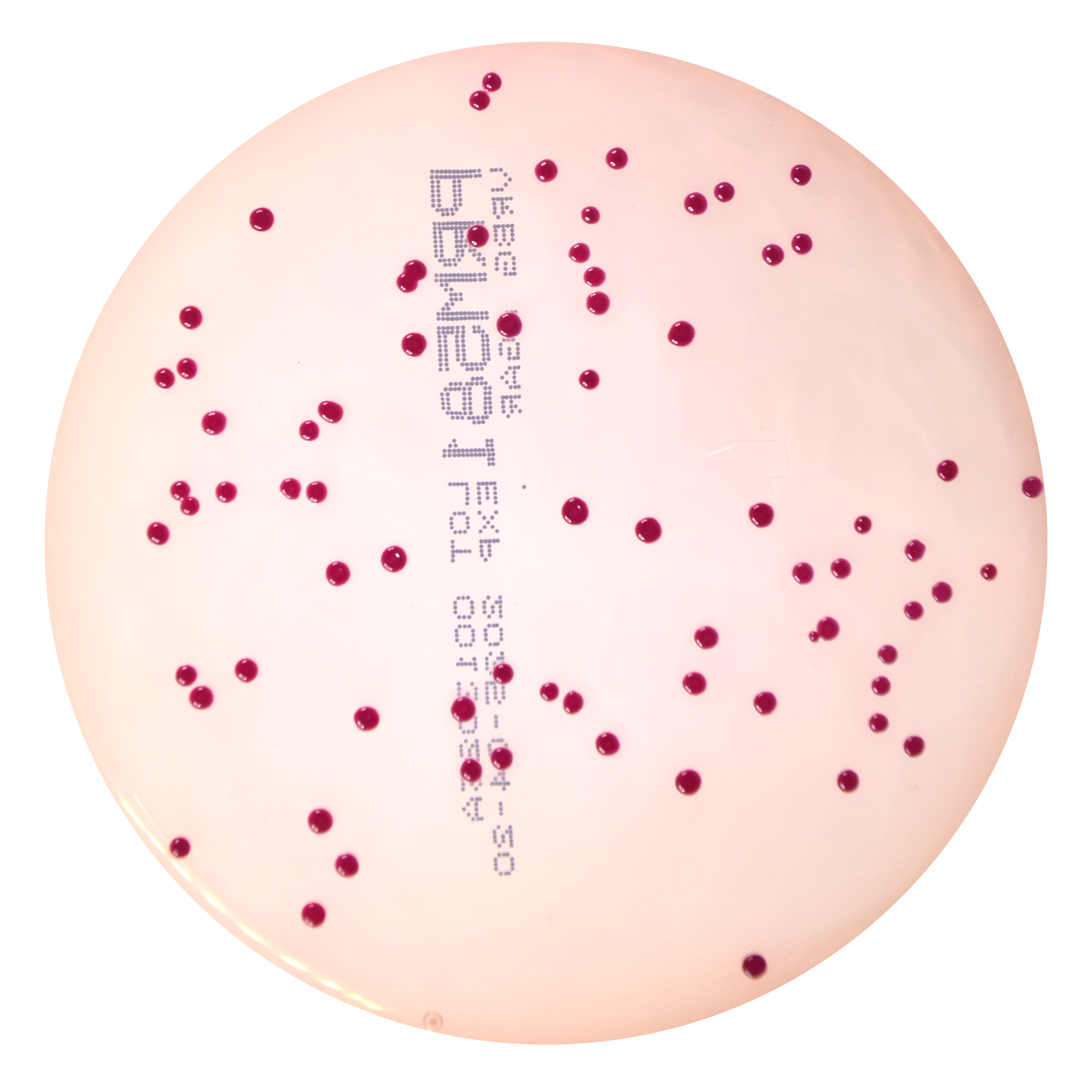 PRM581 Violet Red Bile Glucose Agar Plate-Salmonella Enteritidis ATCC 13076