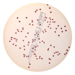 PRM612I Slanetz & Bartley Agar Plate-Enterococcus faecalis ATCC 29212