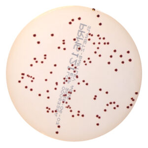 PRM612I Slanetz & Bartley Agar Plate-Enterococcus faecalis ATCC 29212