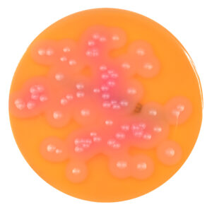 PRM636 MYP Agar Plate-Bacillus cereus ATCC 11778
