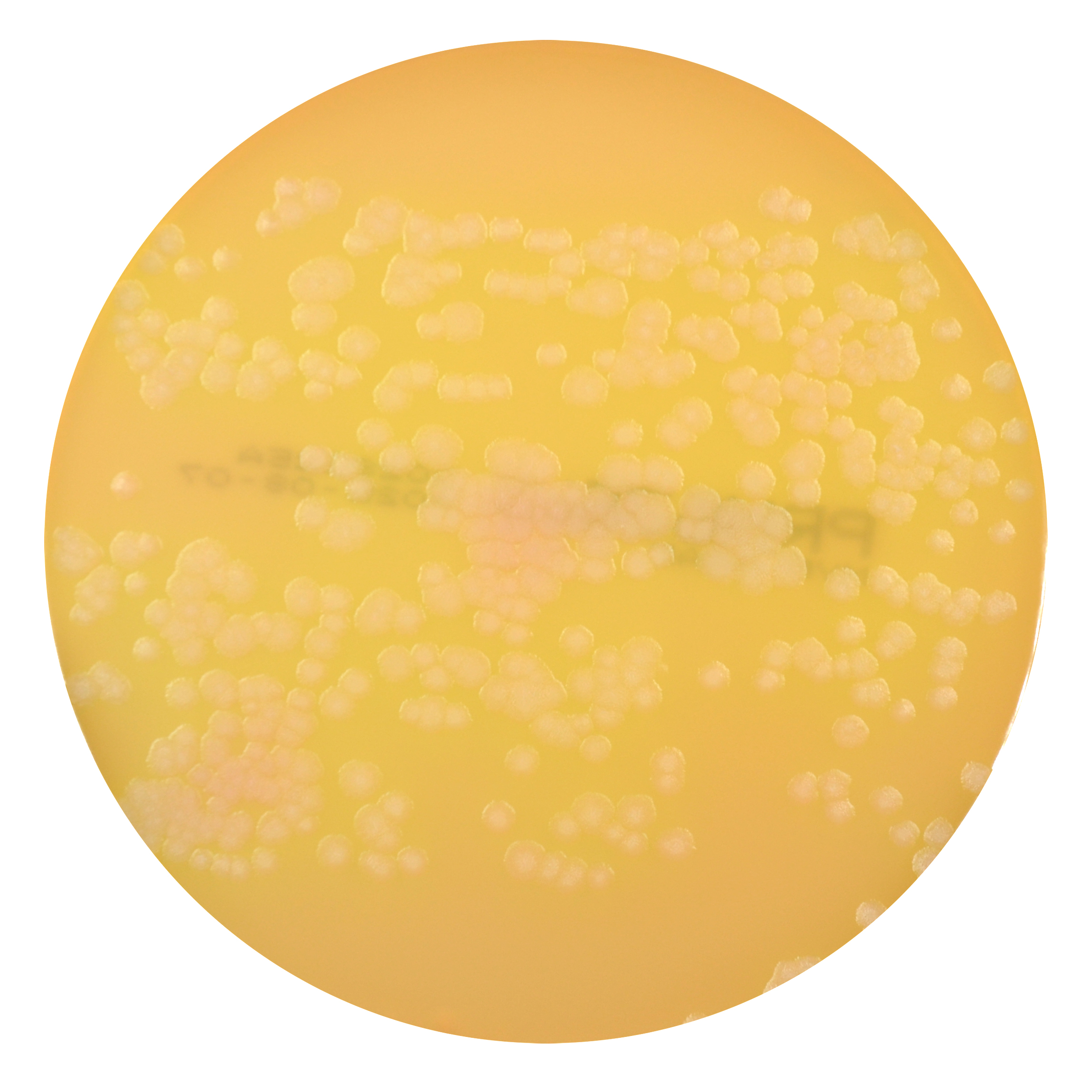 PRM636 MYP Agar Plate-Bacillus subtilis ATCC 6633