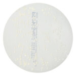 PRM664 Sabouraud Dextrose Agar Plate w Chloraphenicol 50mgL and Cycloheximide 500 mgL - Trichophyton mentagrophytes ATCC 9533
