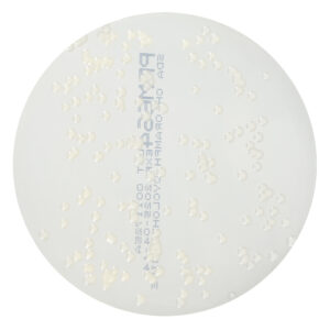 PRM664 Sabouraud Dextrose Agar Plate w Chloraphenicol 50mgL and Cycloheximide 500 mgL - Trichophyton mentagrophytes ATCC 9533