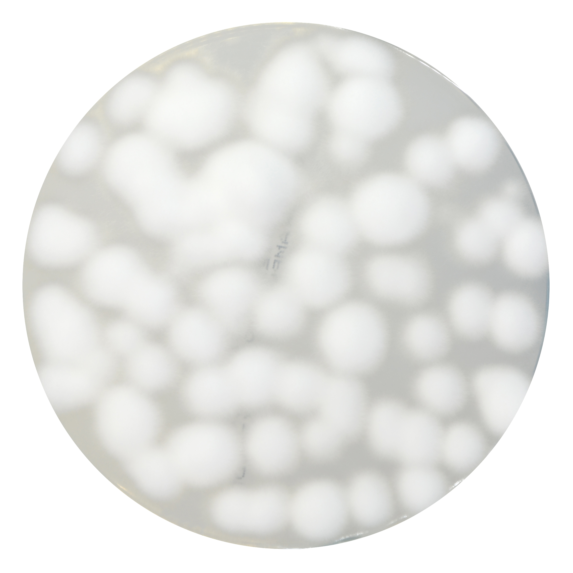 PRM664 Sabouraud Dextrose Agar Plate w Chloraphenicol 50mgL and Cycloheximide 500 mgL-Candida albicans ATCC10231