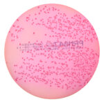 Yersinia Selective Agar Plate (CIN)
