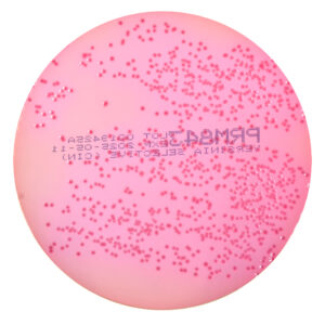 Yersinia Selective Agar Plate (CIN)